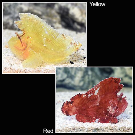 leaf fish|Leaf Fish (Paper Fish): Saltwater Aquarium Scorpionfish.